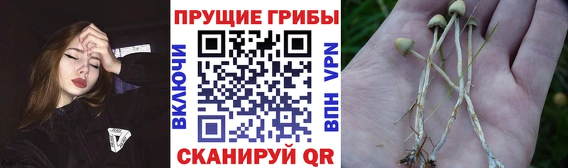 это состав  Дюртюли  Галлюциногенные грибы Psilocybe 